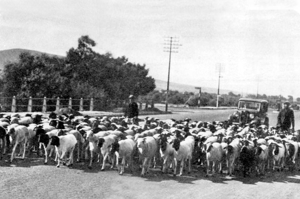 A Century in Wool